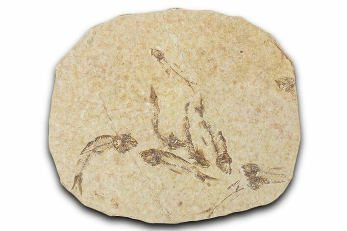 Fossil Fish (Knightia) Mortality Plate - Wyoming #339035
